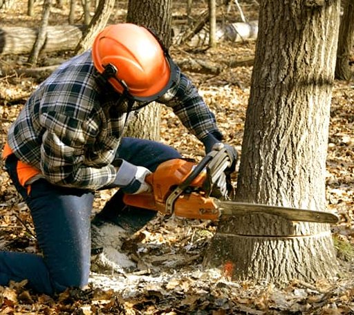 Tree Removal in Garnett, KS